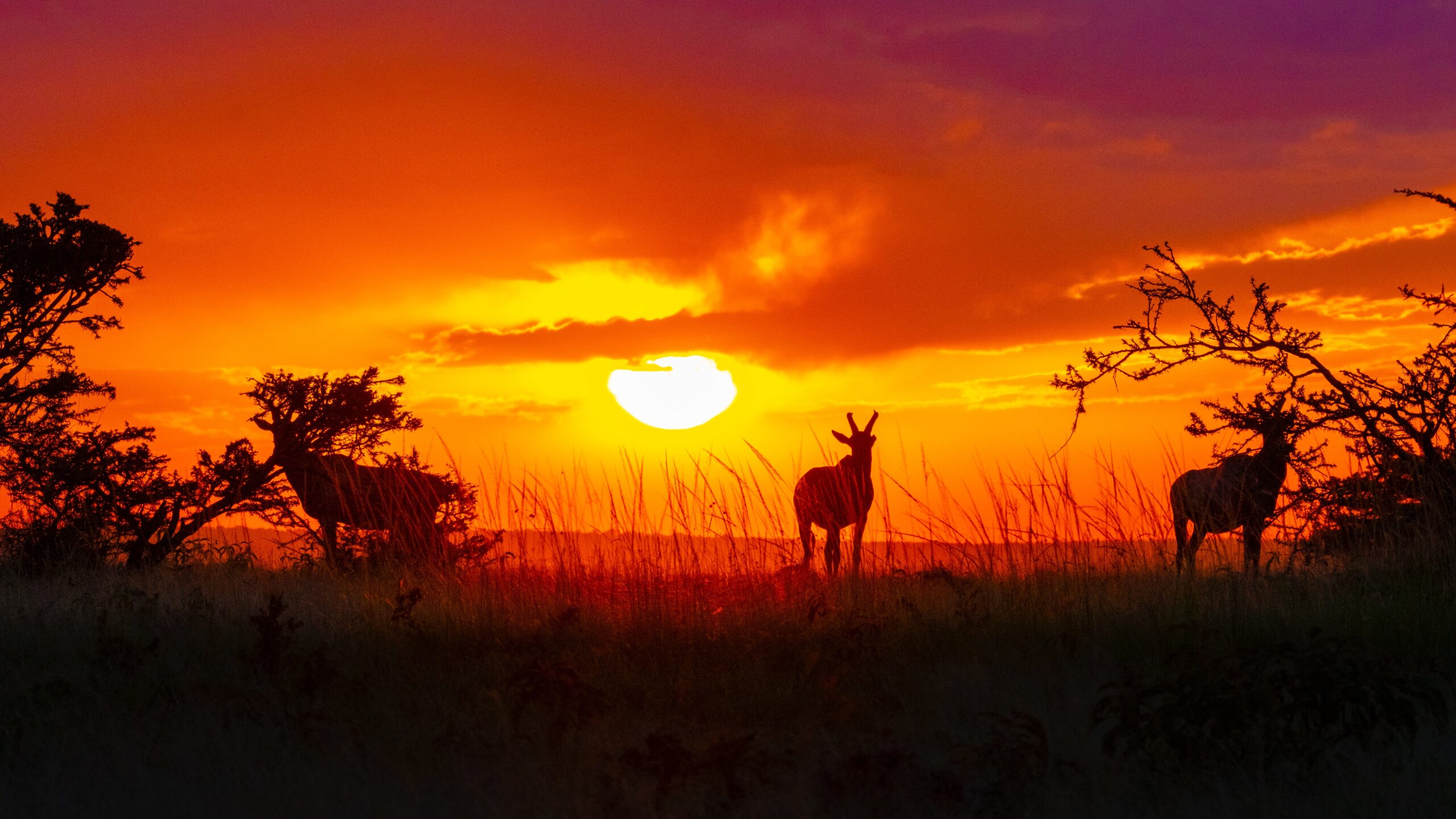 7 Best Indian Wildlife Photographers Who Can Inspire You To Visit National Parks