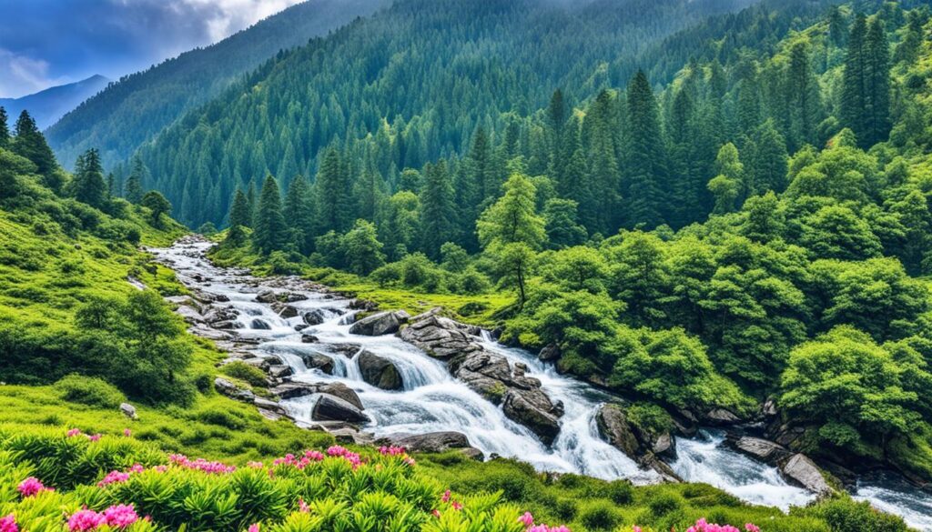 Himalayan beauty