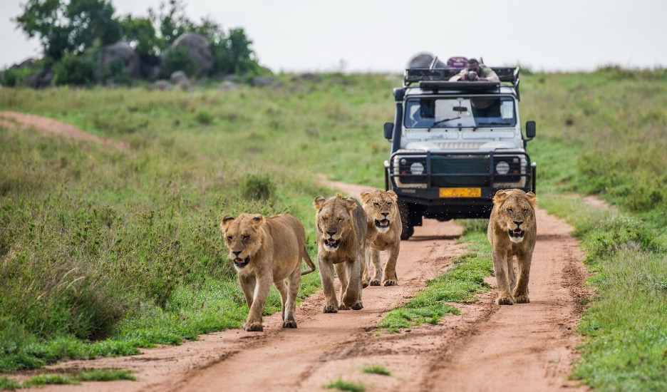 National Parks in Kenya